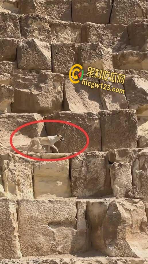 狗狗硬爬126米金字塔顶,狂吠耍帅当“法老”,稳稳下塔震惊全球!-5