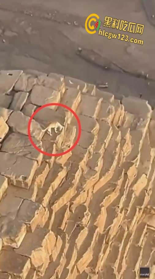 狗狗硬爬126米金字塔顶,狂吠耍帅当“法老”,稳稳下塔震惊全球!-6